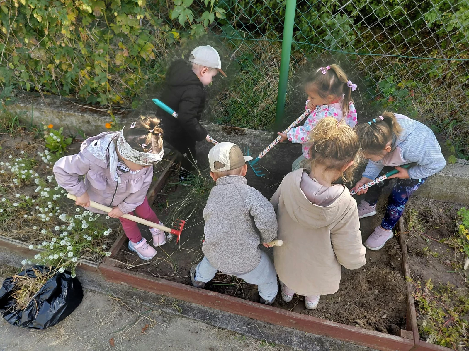 Sześcioro dzieci pracuje grabiami w ogródku warzywnym.